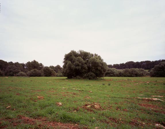 Lonely Bush - Manuel Pinar