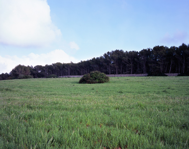 Lonely Bush - Manuel Pinar