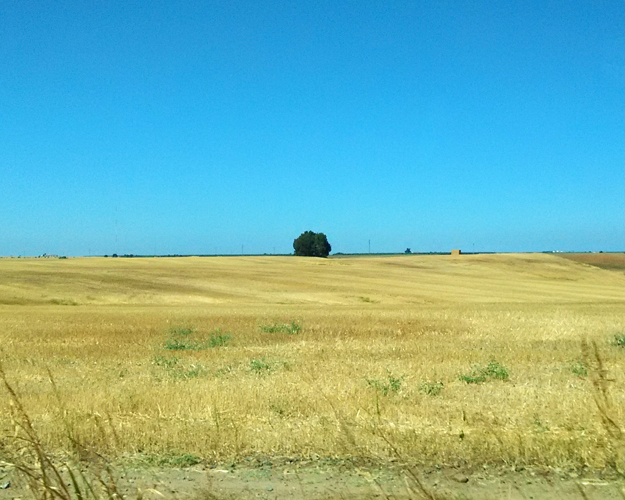 Lonely Bush - Manuel Pinar